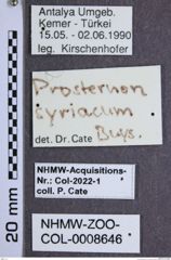 Etiketten zu Prosternon syriacum (NHMW-ZOO-COL-0008646)
